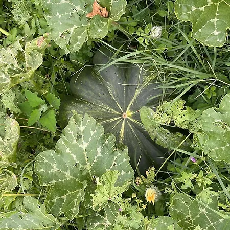 Apartment 'merula Antica Dimora' By Interhome *