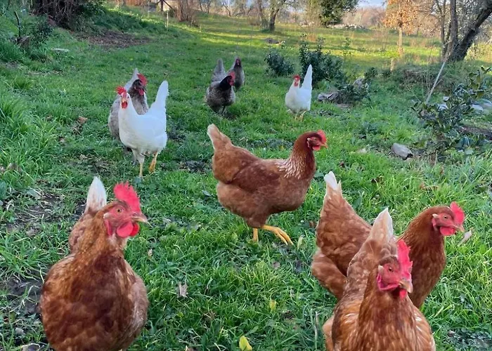 'merula Antica Dimora' By Interhome * Orvieto